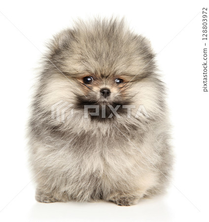 Charming Fluffy Pomeranian Puppy With Gentle Expression 128803972
