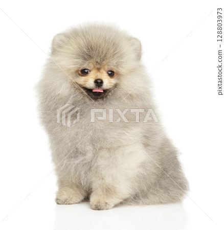 Delightful Fluffy Pomeranian Puppy With Warm Smiling Face 128803973