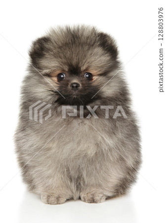 Cute Fluffy Pomeranian Puppy Sitting With Curious Gaze Cute Fluffy Pomeranian Puppy Sitting With Curious Gaze 128803976