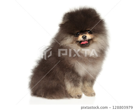 Happy Fluffy Pomeranian Puppy Sitting With Playful Grin 128803979