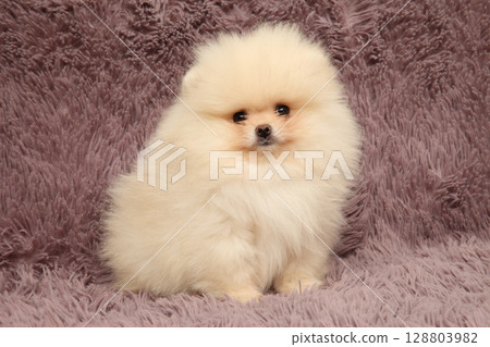 Fluffy Pomeranian puppy sitting on soft purple carpet Fluffy Pomeranian puppy sitting on soft purple carpet 128803982
