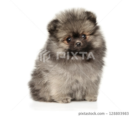 Fluffy Pomeranian puppy sitting on white background Fluffy Pomeranian puppy sitting on white background 128803983