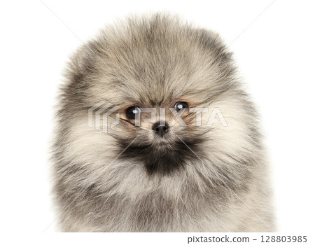 Fluffy Pomeranian puppy closeup with expressive face and thick coat 128803985