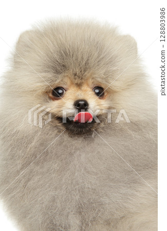 Fluffy young Pomeranian puppy with tongue out Fluffy young Pomeranian puppy with tongue out 128803986