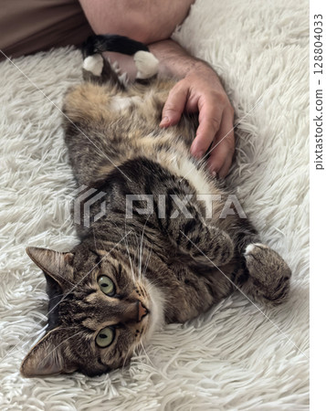 Cat joyfully lounging with a human companion on a fluffy rug at home Cat joyfully lounging with a human companion on a fluffy rug at home 128804033
