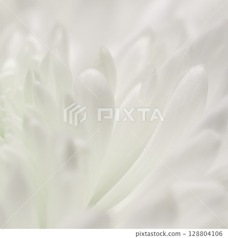 Abstract floral background, white chrysanthemum flower petals 128804106
