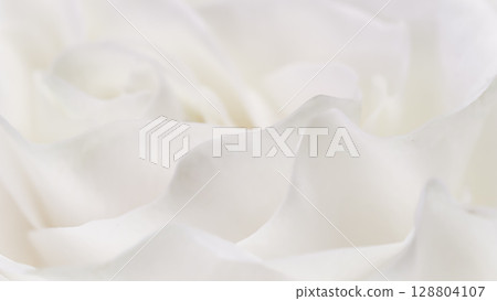 White rose flower petals, soft focus. Macro flowers backdrop White rose flower petals, soft focus. Macro flowers backdrop 128804107
