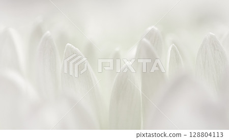Abstract floral background, white chrysanthemum flower petals Abstract floral background, white chrysanthemum flower petals 128804113