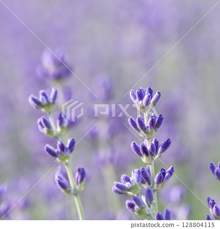 Lavender flowers blooming in the field. Soft focus Lavender flowers blooming in the field. Soft focus 128804115