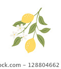 Vector drawing lemon tree branch with fruits,flowers and green leaves isolated at white background 128804662