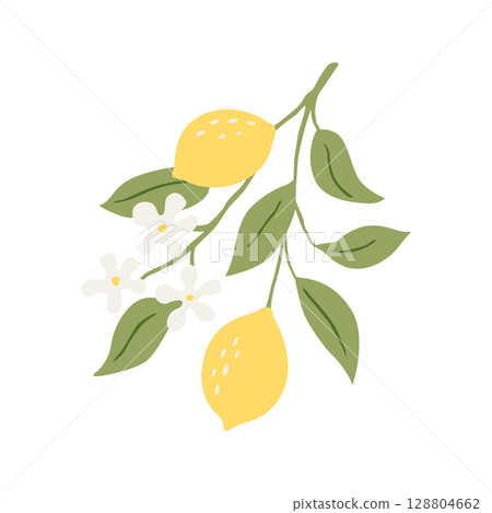 Vector drawing lemon tree branch with fruits,flowers and green leaves isolated at white background 128804662