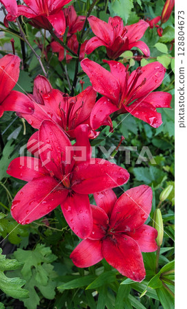 Vibrant red lilies with droplets of water are blooming amidst lush green foliage, showcasing the beauty of nature and the freshness of a garden environment Vibrant red lilies with droplets of water are blooming amidst lush green foliage, showcasing the beauty of nature and the freshness of a garden environment 128804673
