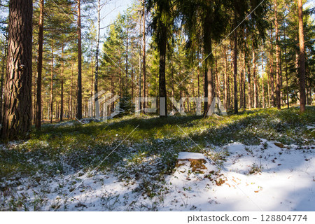 Spring Forest After Snowfall. A serene spring forest landscape after a sudden snowfall. 128804774