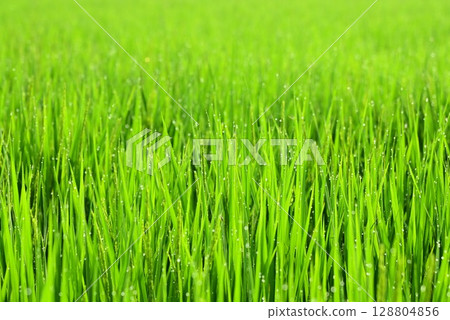 抽穗期帶有晨露的水稻植株 128804856