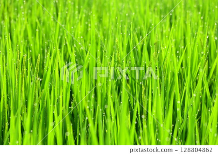 Rice plants with morning dew at the heading stage 128804862