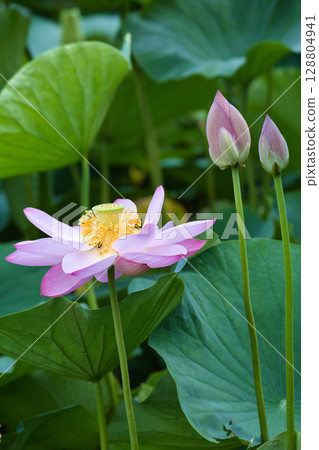 風景與蓮花 風景與蓮花 128804941