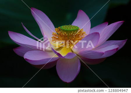 A close-up photo of a lotus flower A close-up photo of a lotus flower 128804947