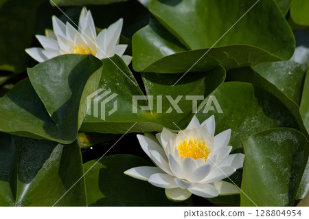 White water lily flower 128804954