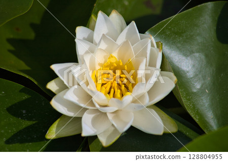 White water lily 128804955