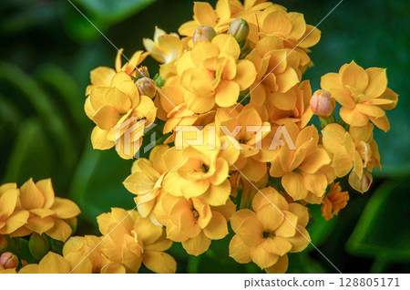 Close up of yellow flower cluster with customizable space for text or message. Nature beauty 128805171