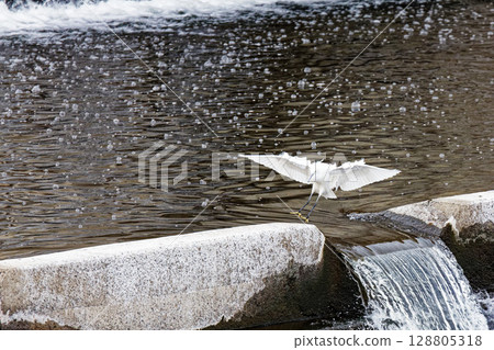 白鷺鷥從玉川水壩起飛｜初夏水花四濺的瞬間 128805318