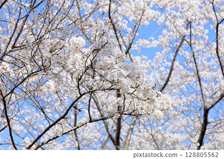 Refreshing Yoshino cherry blossoms in full bloom 128805562