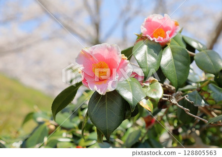 Cute pink camellia flowers 128805563