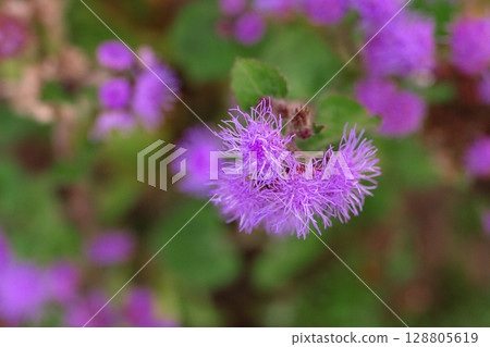 Purple annual ageratum flowers - close up 128805619