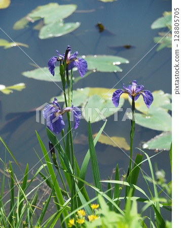 Iris arvensis (Takigashira Marsh, Aga Village, Niigata Prefecture) 128805705