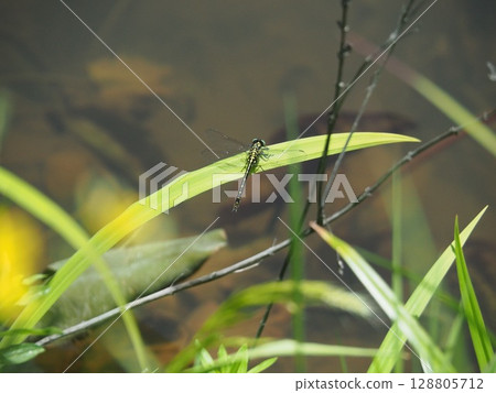 Dragonfly (Takigashira Marsh, Aga Village, Niigata Prefecture) Dragonfly (Takigashira Marsh, Aga Village, Niigata Prefecture) 128805712
