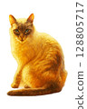 Cat Siamese mix 128805717