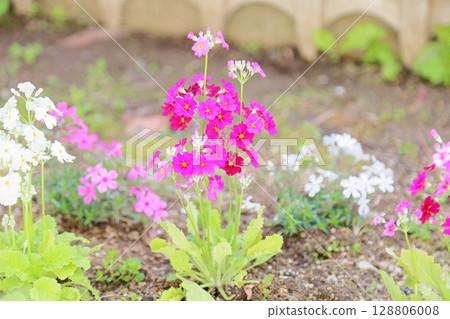 Gorgeous primrose flowers 128806008