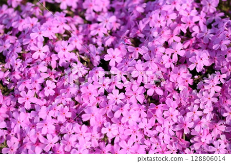 Cute Shibazakura flowers 128806014