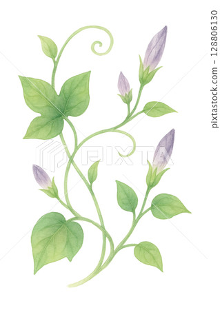 牽牛花藤蔓和花蕾(PNG 剪貼圖) 牽牛花藤蔓和花蕾(PNG 剪貼圖) 128806130