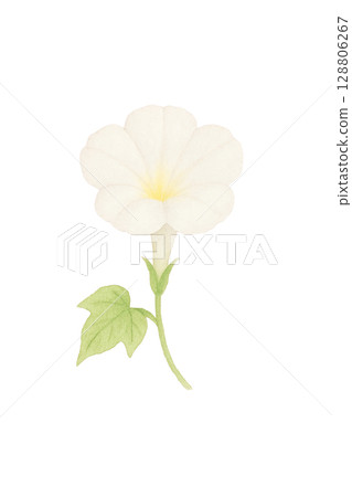 A single white morning glory (PNG cutout) 128806267