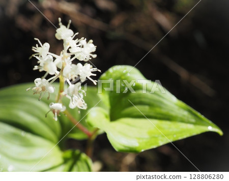 A Japanese lantern plant receiving the morning sun in the forest (20250718072310) A Japanese lantern plant receiving the morning sun in the forest (20250718072310) 128806280