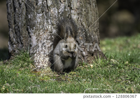 Hokkaido squirrel waiting for spring 128806367