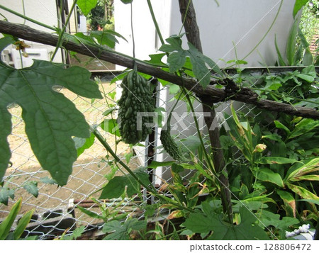 Bitter melon with uneven skin 128806472