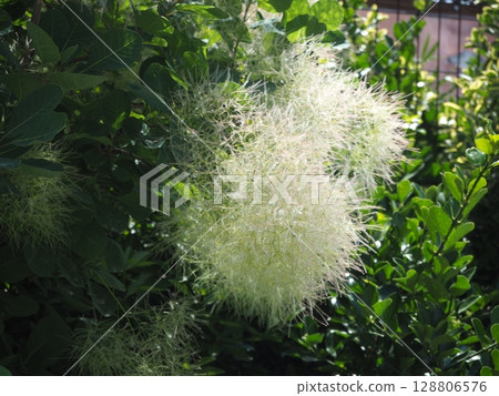 煙樹 煙樹 128806576