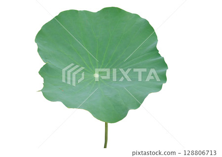 Fresh of green lotus leaf 128806713