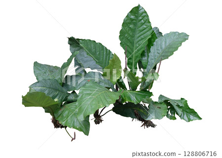 Foliage Anthurium plant Foliage Anthurium plant 128806716