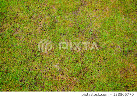 Grassland vast background, green, beautiful Grassland vast background, green, beautiful 128806770