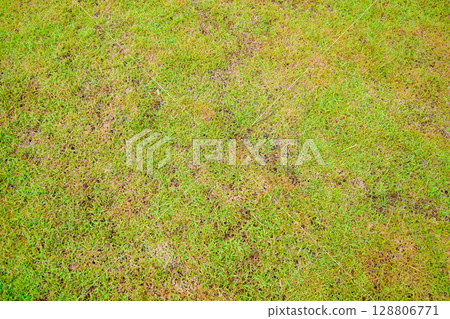 Grassland vast background, green, beautiful 128806771