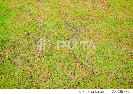 Grassland vast background, green, beautiful Grassland vast background, green, beautiful 128806772