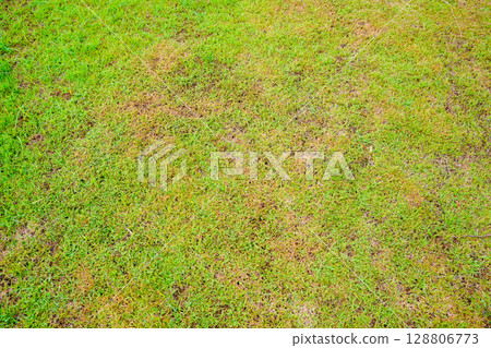 Grassland vast background, green, beautiful Grassland vast background, green, beautiful 128806773