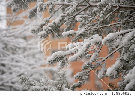 Snow covering pine tree branches in winter urban setting 128806923