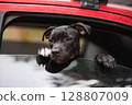 A purebred puppy, a black dog, is waiting for its owner, leaning out of the window inside the car. 128807009