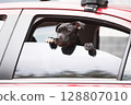 A purebred puppy, a black dog, is waiting for its owner, leaning out of the window inside the car. 128807010
