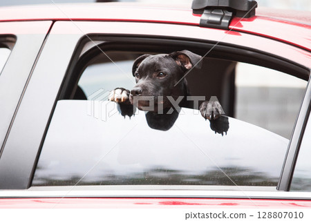 A purebred puppy, a black dog, is waiting for its owner, leaning out of the window inside the car. 128807010