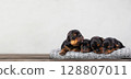 Four adorable black puppies, purebred pets relaxing together on a cozy blanket, Banner empty space for advertising veterinary services and pet products 128807011
